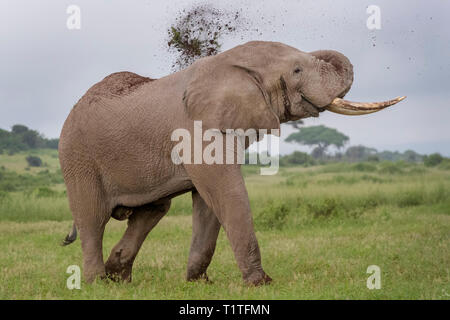 L'éléphant africain (Loxodonta africana) bull jeter du sable, du parc national d'Amboseli, au Kenya. Banque D'Images