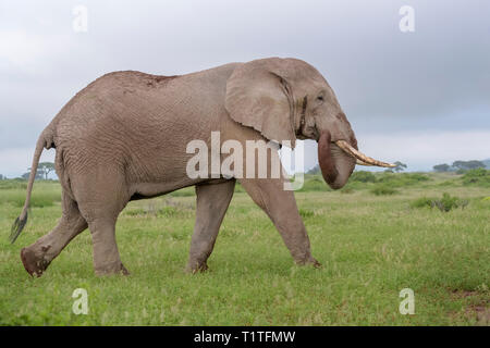 L'éléphant africain (Loxodonta africana) bull marche sur la savane, le parc national Amboseli, au Kenya. Banque D'Images