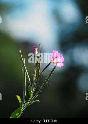 Lin - Linum viscosum collante Banque D'Images