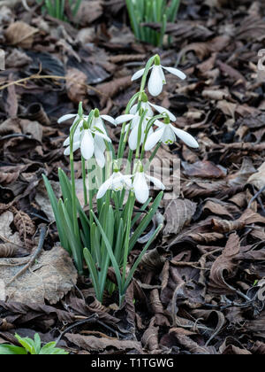 Un bouquet de perce-neige unique de croître par une couche de feuilles mortes. Banque D'Images