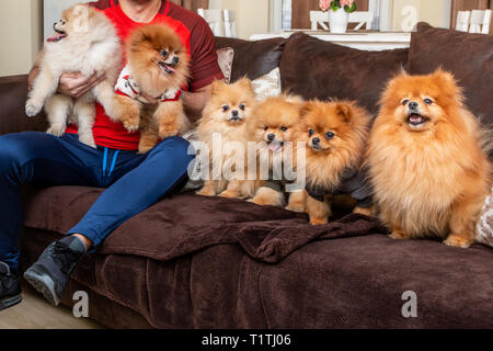 Six chiens Pomeranian chiot mignon posant sur le lit avec leur propriétaire. Les personnes et les animaux. Banque D'Images