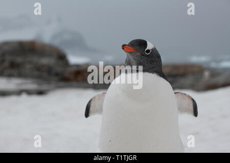 L'antarctique. L'Île Petermann. Gentoo pingouin (WILD : Pygoscelis papua) Banque D'Images