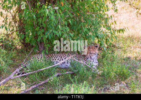 Cheetah détendue couché dans l'ombre sous un buisson Banque D'Images