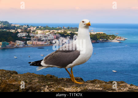 Seagull sur l'île de Ischia Banque D'Images