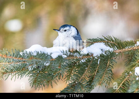 Sittelle à poitrine blanche perché dans un sapin recouvert de neige. Banque D'Images