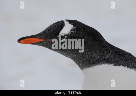 L'antarctique. L'Île Petermann. Gentoo pingouin (WILD : Pygoscelis papua) Banque D'Images