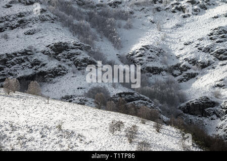 Les pentes des montagnes avec forêt de bouleaux après une chute de neige, dans la région de Triacastela, Galice Banque D'Images