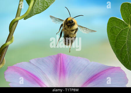 Ackerhummel (Bombus pascuorum), im Flug, un Prunkwinde (Ipomoea), Deutschland Banque D'Images