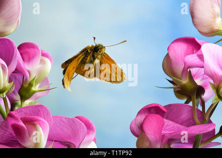 Rostfarbiger Dickkopffalter (Ochlodes sylvanus), im Flug, Deutschland, Europa Banque D'Images