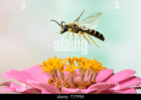 Gelbbindige Furchenbiene (Halictus scabiosae), maennlich, im Flug, un Zinnia elegans, Zinnie, Deutschland Banque D'Images