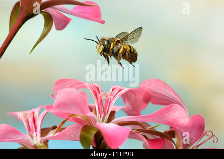 Gartenwollbiene manicatum (Le), im Flug, un Pelargonie, Deutschland Banque D'Images