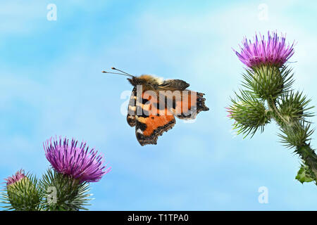 Kleiner Fuchs (Aglais urticae) Banque D'Images