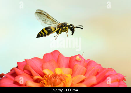 Lehmwespe (Ancistrocerus nigricornis), im Flug, Zinnie (Zinnia elegans), Deutschland Banque D'Images