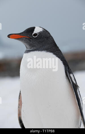 L'antarctique. L'Île Petermann. Gentoo pingouin (WILD : Pygoscelis papua) Banque D'Images