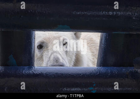 L'ours polaire (Ursus maritimus) à la recherche à travers l'ouverture du pont du navire, l'archipel du Svalbard, Norvège Banque D'Images