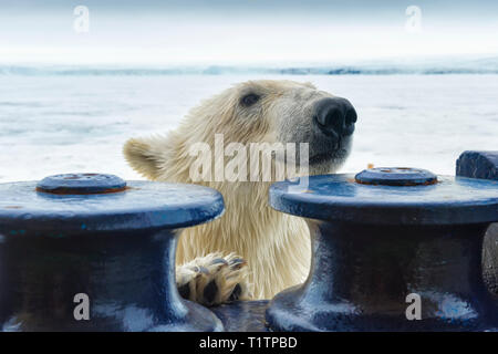 L'ours polaire (Ursus maritimus) essayant de grimper, archipel du Svalbard, Norvège Banque D'Images