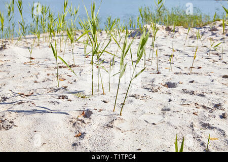 Les jeunes d'herbe pure avec des feuilles groving du lac pur sable. Carrière de sable. Close up de textures des dunes de sable. Vieux l'exploitation du sable. Banque D'Images