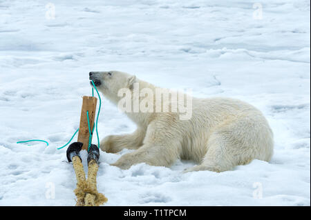 L'ours polaire (Ursus maritimus) inspection et à mâcher sur pôle de navire d'expédition, l'archipel du Svalbard, Norvège Banque D'Images