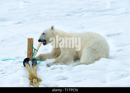 L'ours polaire (Ursus maritimus) inspection et à mâcher sur pôle de navire d'expédition, l'archipel du Svalbard, Norvège Banque D'Images