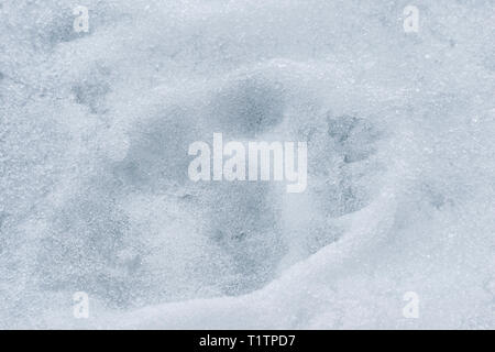 L'ours polaire (Ursus maritimus) pistes sur la glace, archipel du Svalbard, Norvège Banque D'Images