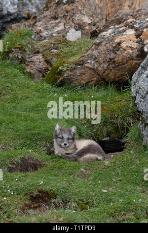 Jeune Renard arctique (Vulpes lagopus), Alkhornet, archipel du Svalbard, Norvège Banque D'Images