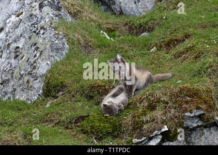 Les jeunes le renard arctique (Vulpes lagopus) qui jouent près de la den, Alkhornet, archipel du Svalbard, Norvège Banque D'Images