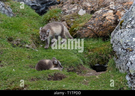 Les jeunes le renard arctique (Vulpes lagopus) qui jouent près de la den, Alkhornet, archipel du Svalbard, Norvège Banque D'Images