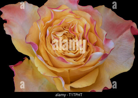 Fine art vie toujours de la macro couleur coeur intérieur d'une seule rose rouge rose jaune isolé en fleur vintage style de peinture sur fond noir Banque D'Images