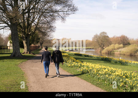 Couple walking passé une dérive de jonquilles à Chester-le-Street Riverside Park, dans le comté de Durham, England, UK Banque D'Images