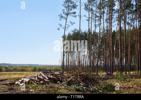 Des piles de bois de chauffage dans la scierie. Pile de bois de chauffage. Bois de chauffage arrière-plan. Les bois sont pauvres sur l'arrière-plan. Les problèmes environnementaux et écologiques Banque D'Images