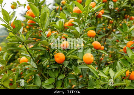Orangers avec fruit, symbole de Têt, Nouvel An lunaire vietnamien. Le Vietnam. Banque D'Images