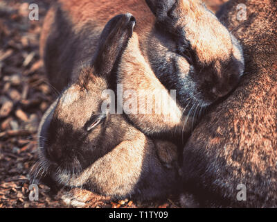 Peu de petits lapins câlins ensemble marron Banque D'Images