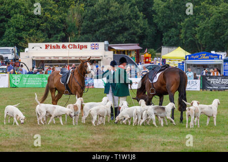 Une démonstration par le North Norfolk Harrier au Salon de l'agriculture 2018 Aylsham, Norfolk, Royaume-Uni. Banque D'Images