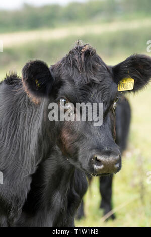 Veau boeuf nourri à l'herbe près de Somerset Banque D'Images