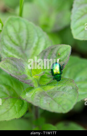 Mint leaf beetle Wiltshire farm Banque D'Images
