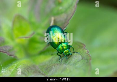Mint leaf beetle Wiltshire farm Banque D'Images