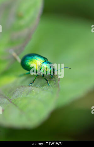 Mint leaf beetle Wiltshire farm Banque D'Images