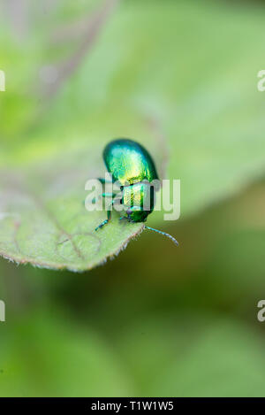 Mint leaf beetle Wiltshire farm Banque D'Images