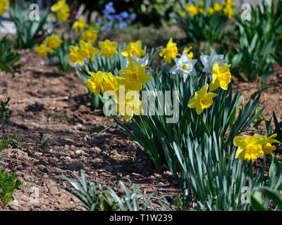 Les jonquilles jaunes et blanches dans le jardin Banque D'Images