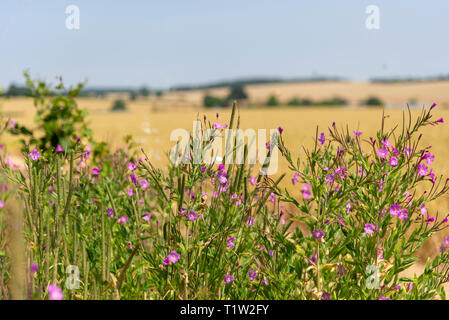 Marge de fleurs sauvages Terres agricoles Hertfordshire Banque D'Images