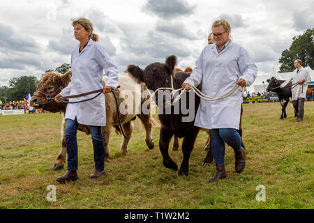 Bovins primés sont exhibés dans le ring d'exposition au salon de l'agriculture 2018 Aylsham, Norfolk, Royaume-Uni. Banque D'Images