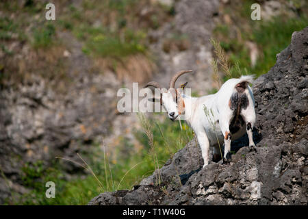 Free-range, chèvre domestique Pottenstein, Bavière, Allemagne, Europe, (Capra aegagrus hircus) Banque D'Images