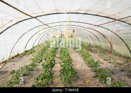 Les plants de tomates qui se développe dans un tunnel à Wiveton poly Fruit Farm, à l'hôtel de North Norfolk, Angleterre. Banque D'Images