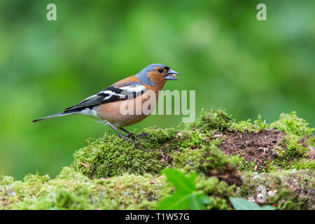 Chaffinch Fringilla coelebs mâle [ ] manger une graine sur journal moussu Banque D'Images