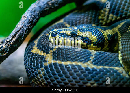 Close up Anaconda jaune, Eunectes notaeus ou Banque D'Images