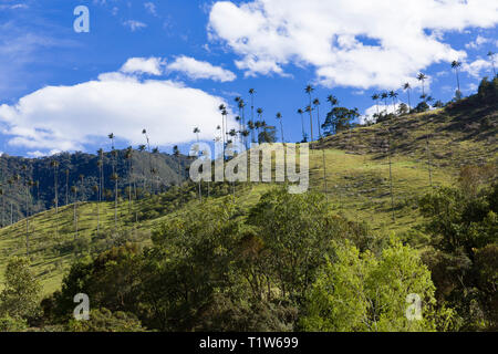 Colombie : Salento, Quindío. Los Nevados Parc Naturel National, la vallée de Cocora (Valle del Cocora), dans la cordillère centrale des Andes colombiennes, hom Banque D'Images