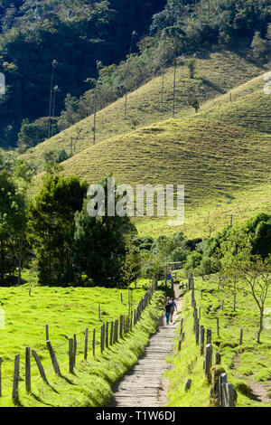 Colombie : Salento, Quindío. Los Nevados Parc Naturel National, la vallée de Cocora (Valle del Cocora), dans la cordillère centrale des Andes colombiennes, hom Banque D'Images