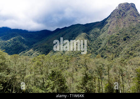 Colombie : Salento, Quindío. Los Nevados Parc Naturel National, la vallée de Cocora (Valle del Cocora), dans la cordillère centrale des Andes colombiennes, hom Banque D'Images