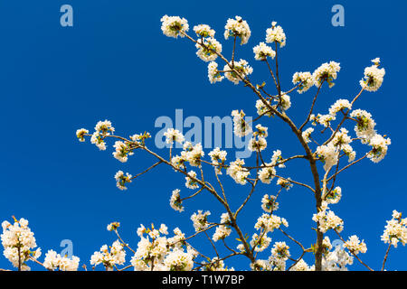 Certaines branches de l'arbre fruitier avec des fleurs blanches, capturé par le bas, avec ciel bleu Banque D'Images
