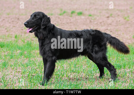 Flat-coated retriever noir en champ, gundog / chien race originaires du Royaume-Uni Banque D'Images